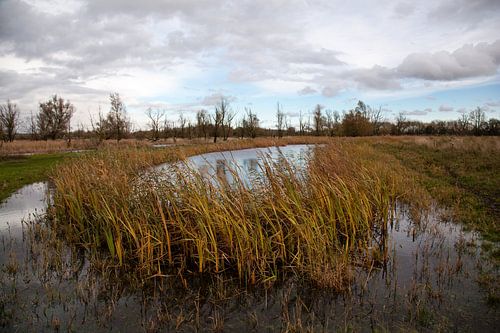 waterpartij met riet in de oostvaardersplassen