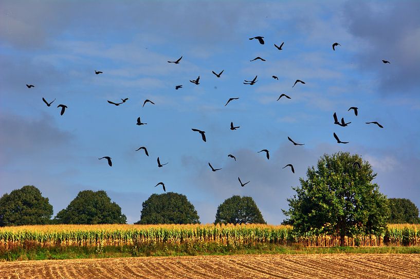 Thuisbasis van kraaien van Edgar Schermaul