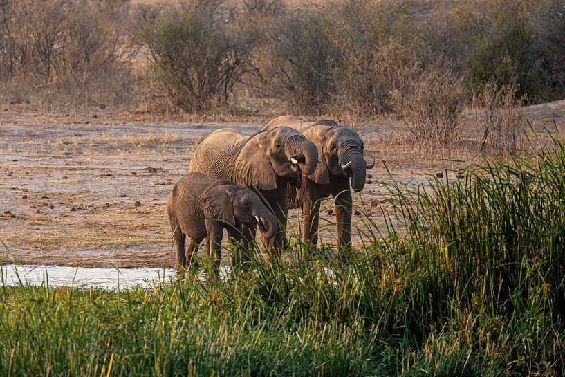 Des éléphants d'Afrique boivent de l'eau lors d'une soirée chaude au Zimbabwe. par mitevisuals