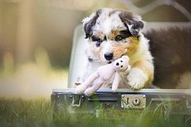 Berger australien avec un ours dans sa valise
