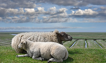Mutterschaf mit Lamm,Halbinsel Eiderstedt,Nordfriesland,Deutschland