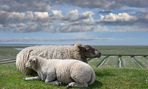 idyllisch Landschap met Schapen en Lammetjes op een dijk aan de Noordzee in Noord-Friesland nabij de vuurtoren van Westerhever, schiereiland Eiderstedt, Duitsland