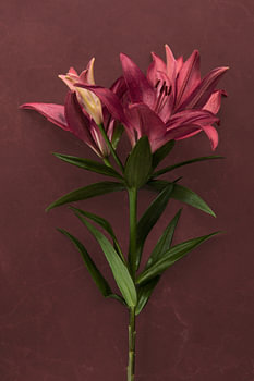 Bordeaux flower