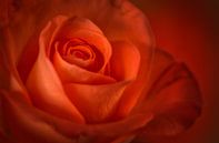 Rot/Orange Rose von Ellen Driesse Miniaturansicht
