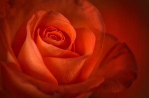 Rot/Orange Rose von Ellen Driesse