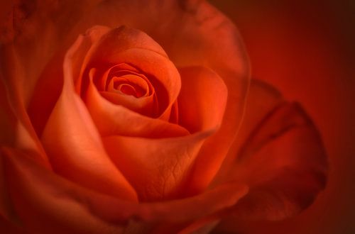 Red / Orange Rose