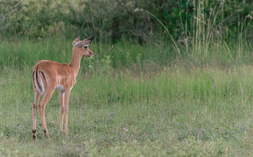Baby antelope | Travel photography | South Africa by Sanne Dost