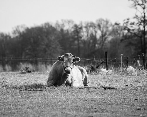 Portrait Limousin Beef in Overijssel black and white