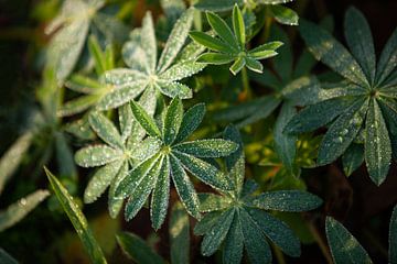 Lupine