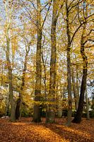 Herfst in het Middelheimpark