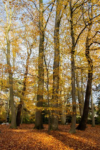 Herfst in het Middelheimpark