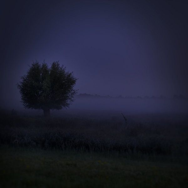 lonely tree in the fog by Jan Fotografie
