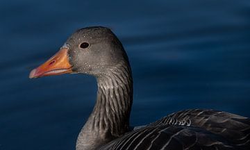 Close-up of a greylag goose by Ulrike Leone