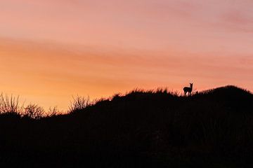 Ree bij zonsondergang in duin von Dirk van Egmond