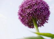 Allium / ornemental par Marijke Keijser Aperçu