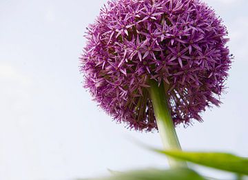 Allium /sierui van Marijke Keijser