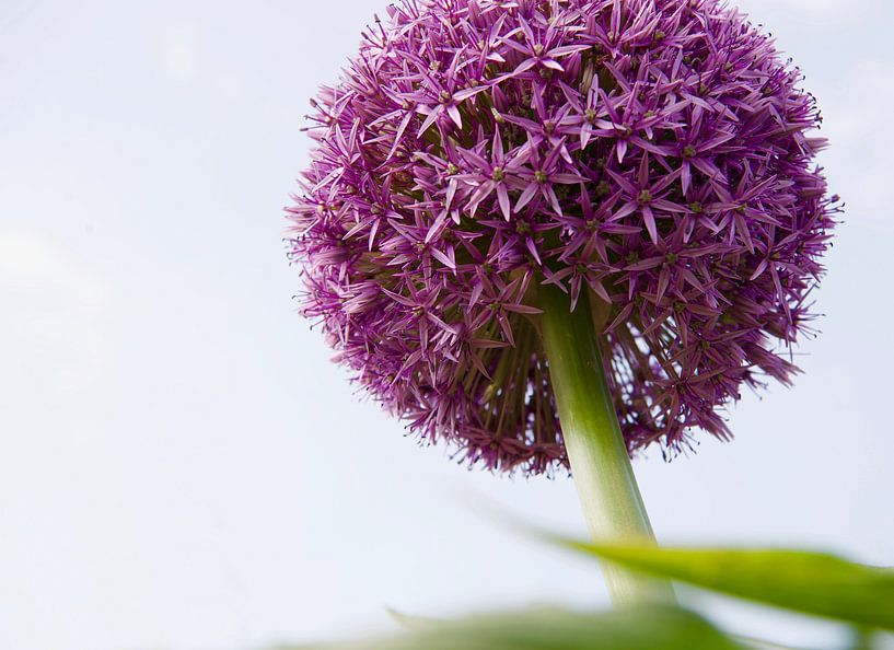 Allium / ornemental par Marijke Keijser