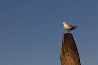 Mouette sur poteau en bois