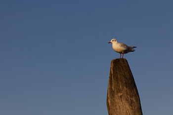 Möwe auf Holzstange