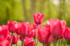 Niet recht maar schuin met de wind mee, groeiend naar het licht.  by Sungi Verhaar