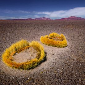 Andenlandschaft mit goldenen Punagras von Chris Stenger