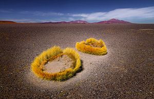 Andenlandschaft mit goldenen Punagras
