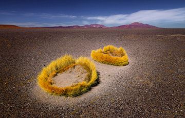Andean landscape with golden Punagras by Chris Stenger