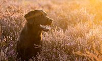 Hond op de heide tijdens het gouden uur