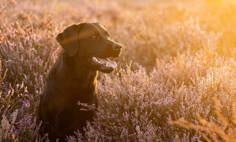 Dog on the moors during the golden hour by Martine Knoop