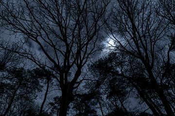 Volle maan schijnt door de bomen van Fred Schuch