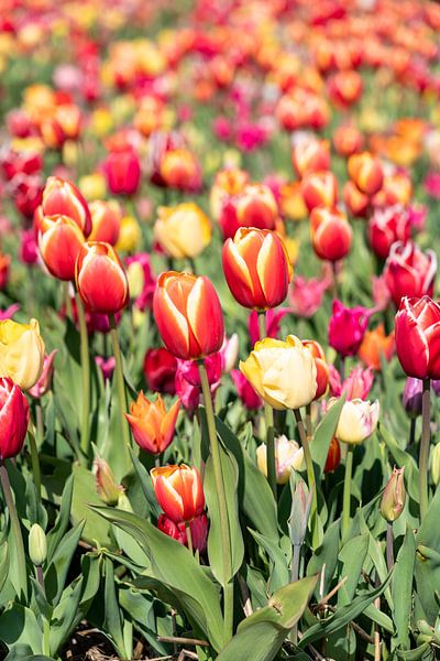 Gekleurde tulpen van Hélène Wiesenhaan