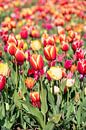 Gekleurde tulpen van Hélène Wiesenhaan thumbnail
