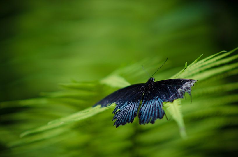 Icarus van Dick Nieswaag