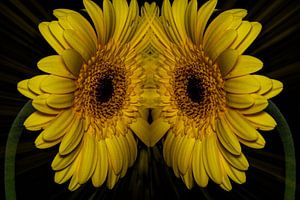 Yellow gerbera in mirror image by Gianni Argese