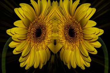 Gerbera jaune en image miroir sur Gianni Argese