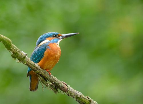 IJsvogel kijkt omhoog