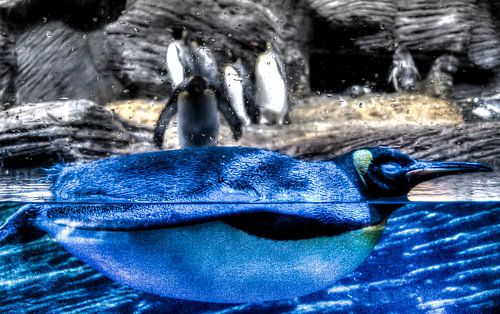 Artic Ping by David Smets