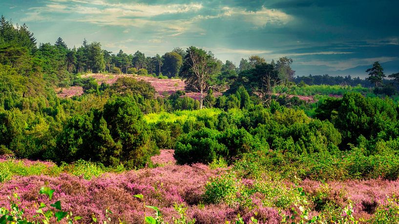 Dramatics on the heath by Beeld Creaties Ed Steenhoek | Photography and Artificial Images