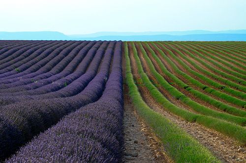 Middag scherp van Georges Rudolph