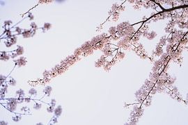 Blüte Garten Amstelveen von Joyce van Galen