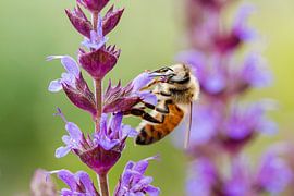 Bij op paarse bloem van Rob Rollenberg