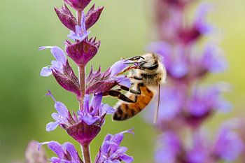 Biene auf lila Blume