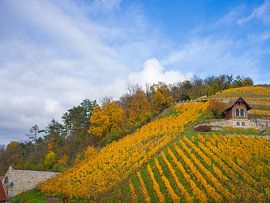 Vineyard near Freyburg (Unstrut) in autumn by t.ART