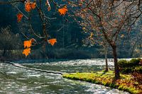 Golden autumn