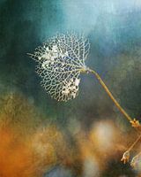 Hortensia in de winter