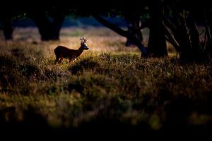 roebuck