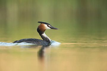 Great Crested Grebe (Podiceps cristatus) swims on vernally colored water surface in front of green r van wunderbare Erde