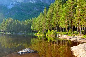 Wald in Norwegen