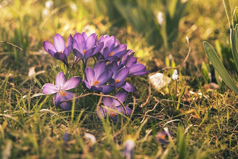 Crocus dans une prairie éclairé par la lumière du soleil. par Martin Köbsch
