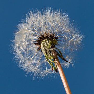 Pluis van Paardenbloem